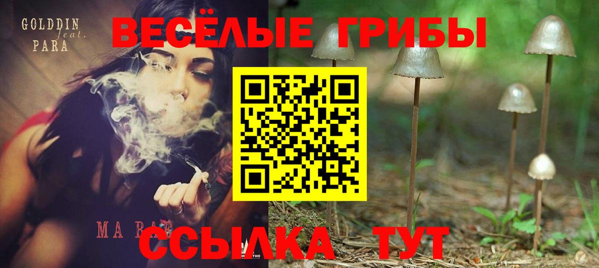Галлюциногенные грибы Psilocybe  Галлюциногенные грибы Psilocybine cubensis  Вольск 